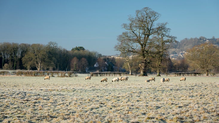 Sheep grazing in a field on a cold frosty day at Bathampton Meadows
